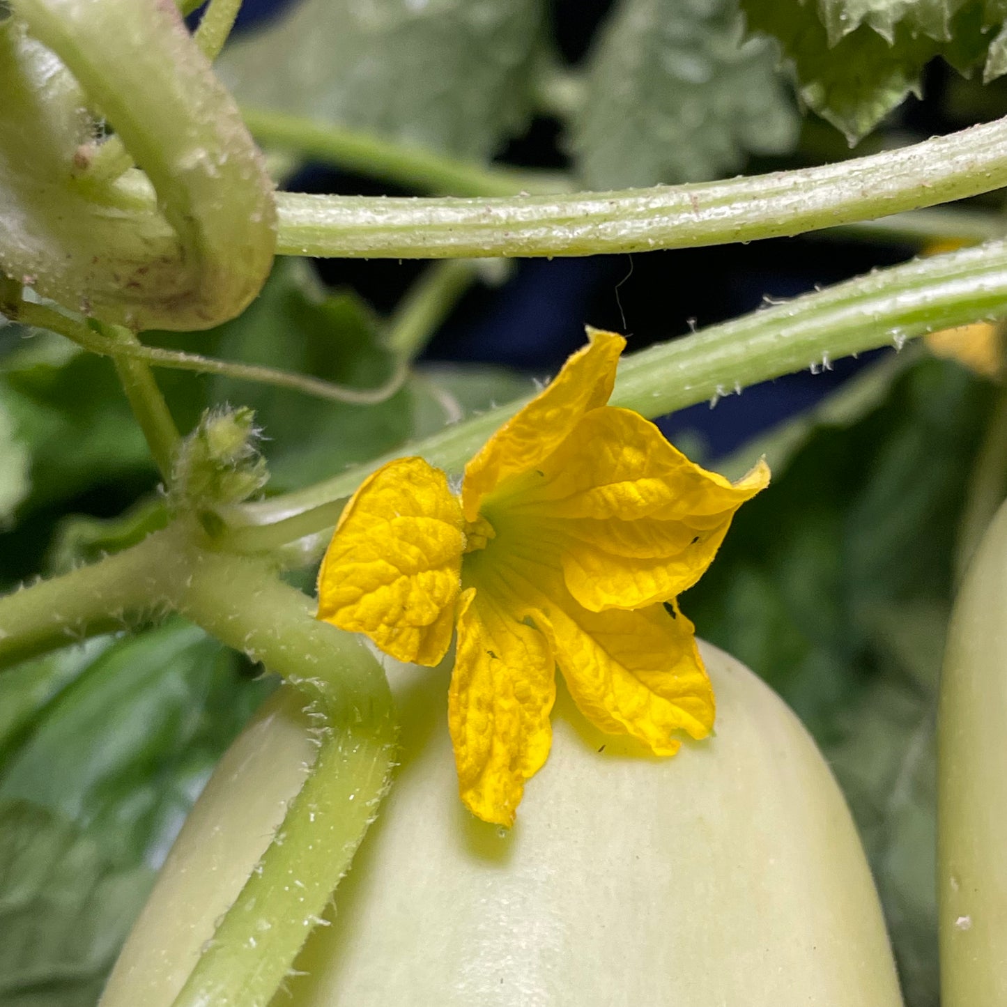 Miyako Nishiki Mirinzuke "Katsura Uri"